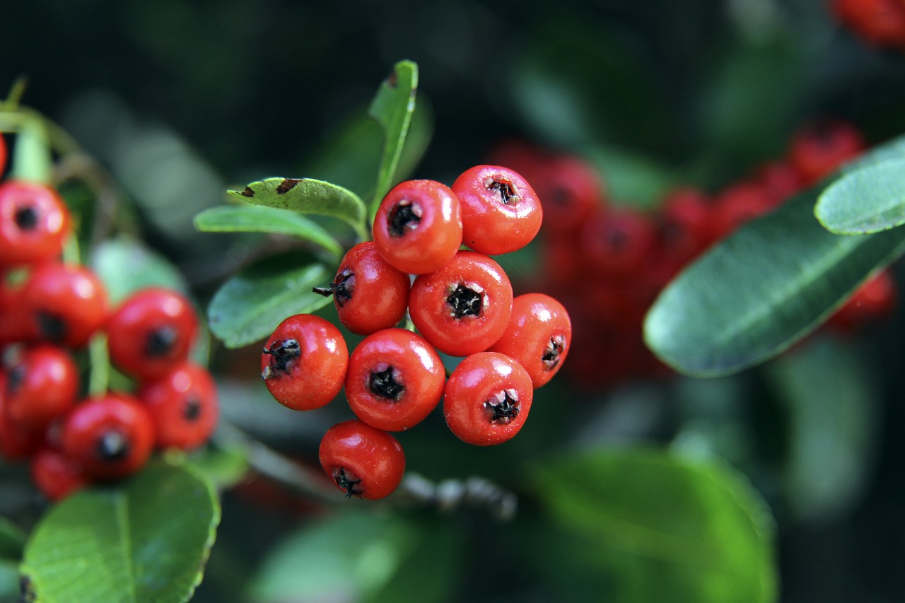 尤文图斯作 尤文图斯作